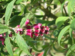 Sivun Buddleja colvilei Hook. fil. & Thomson kuva