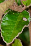 Image of Pomaderris paniculosa subsp. paralia N. G. Walsh