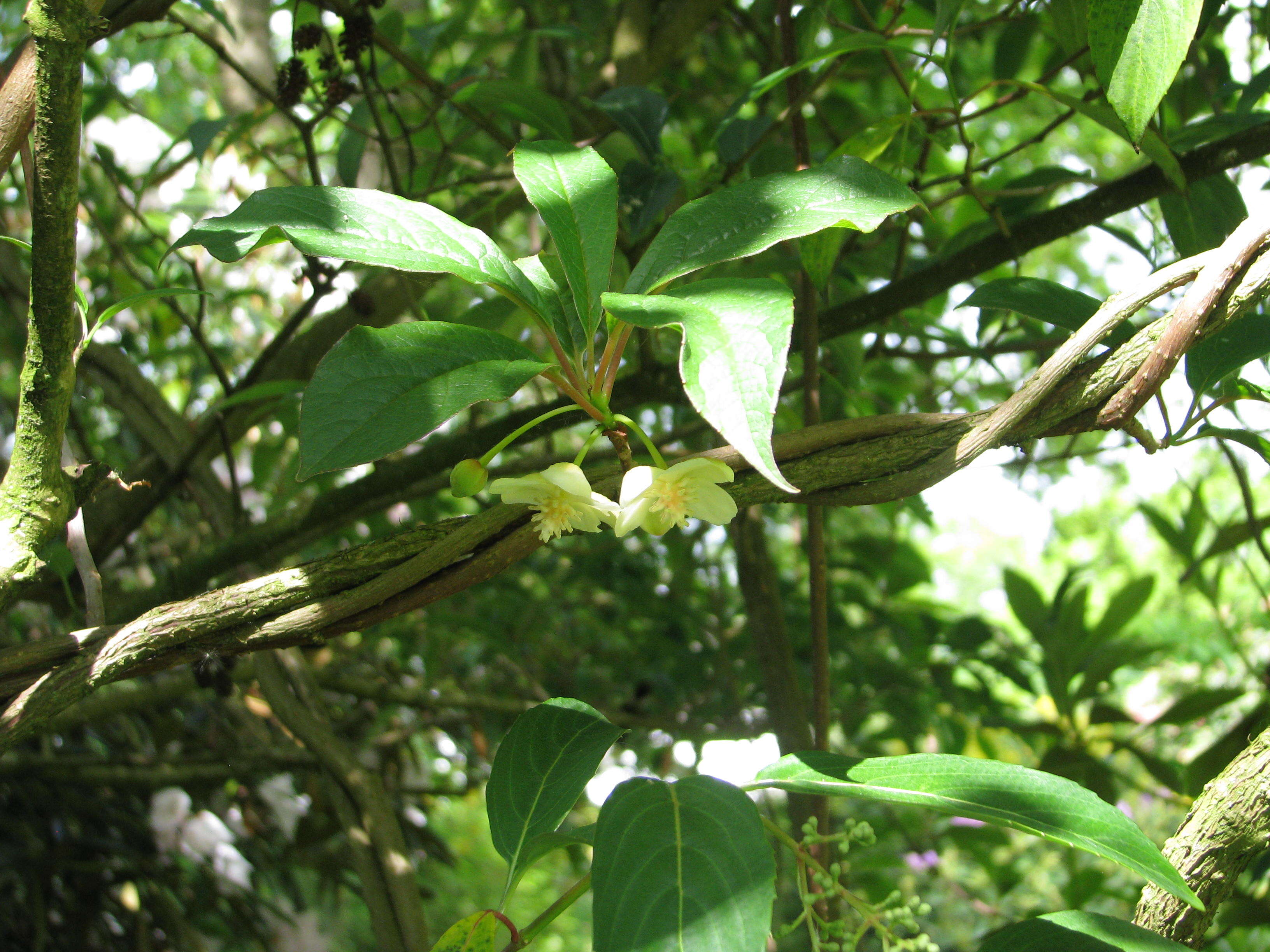 Imagem de Schisandra chinensis (Turcz.) Baill.