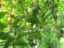 Imagem de Schisandra chinensis (Turcz.) Baill.