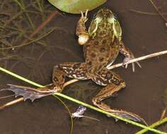 Image of Mink Frog