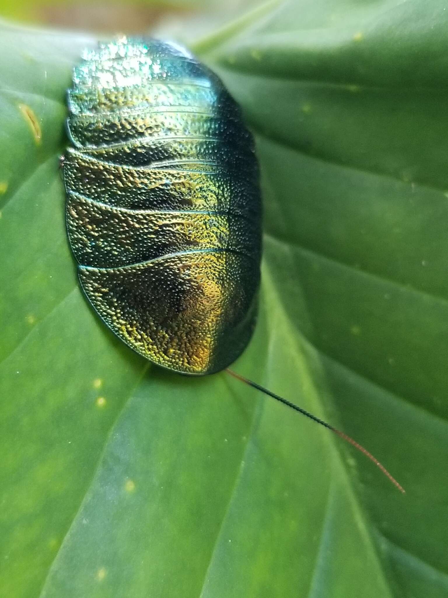 Image of Metallic Emerald Cockroach