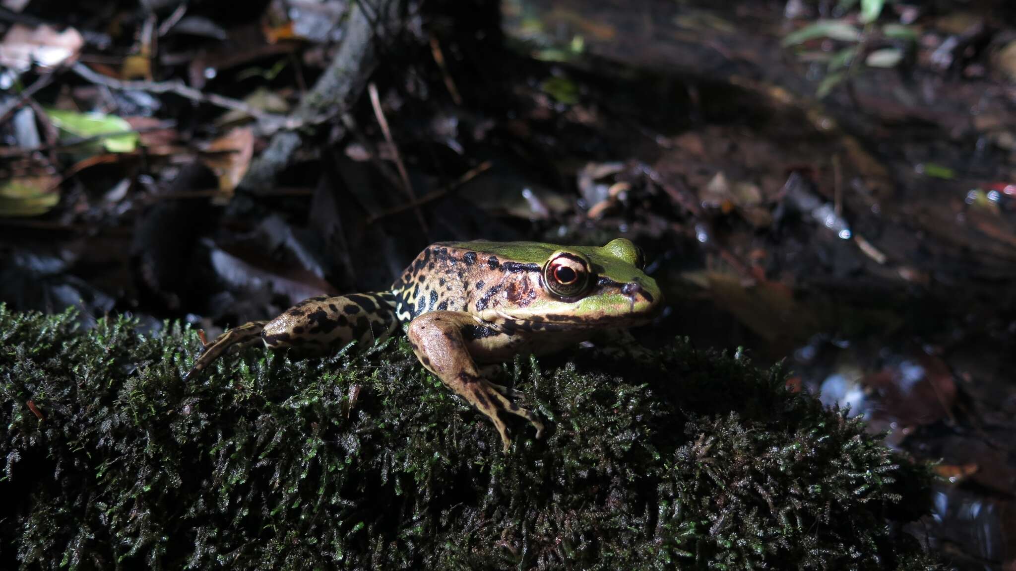 Image of Lithobates palmipes (Spix 1824)