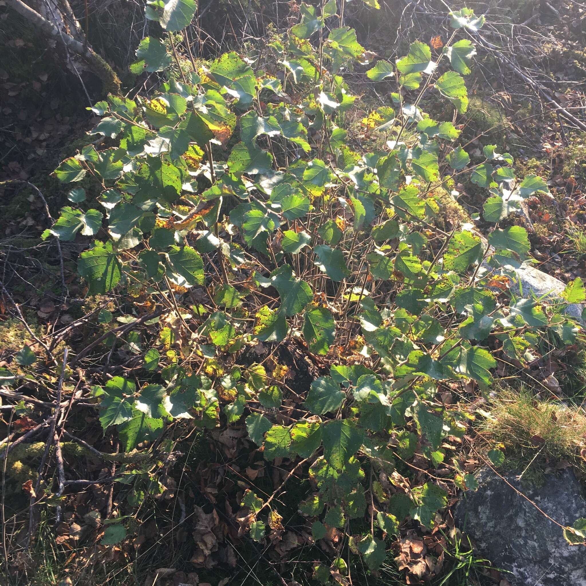 Image of Brown Birch