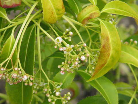 Imagem de Euonymus lucidus D. Don