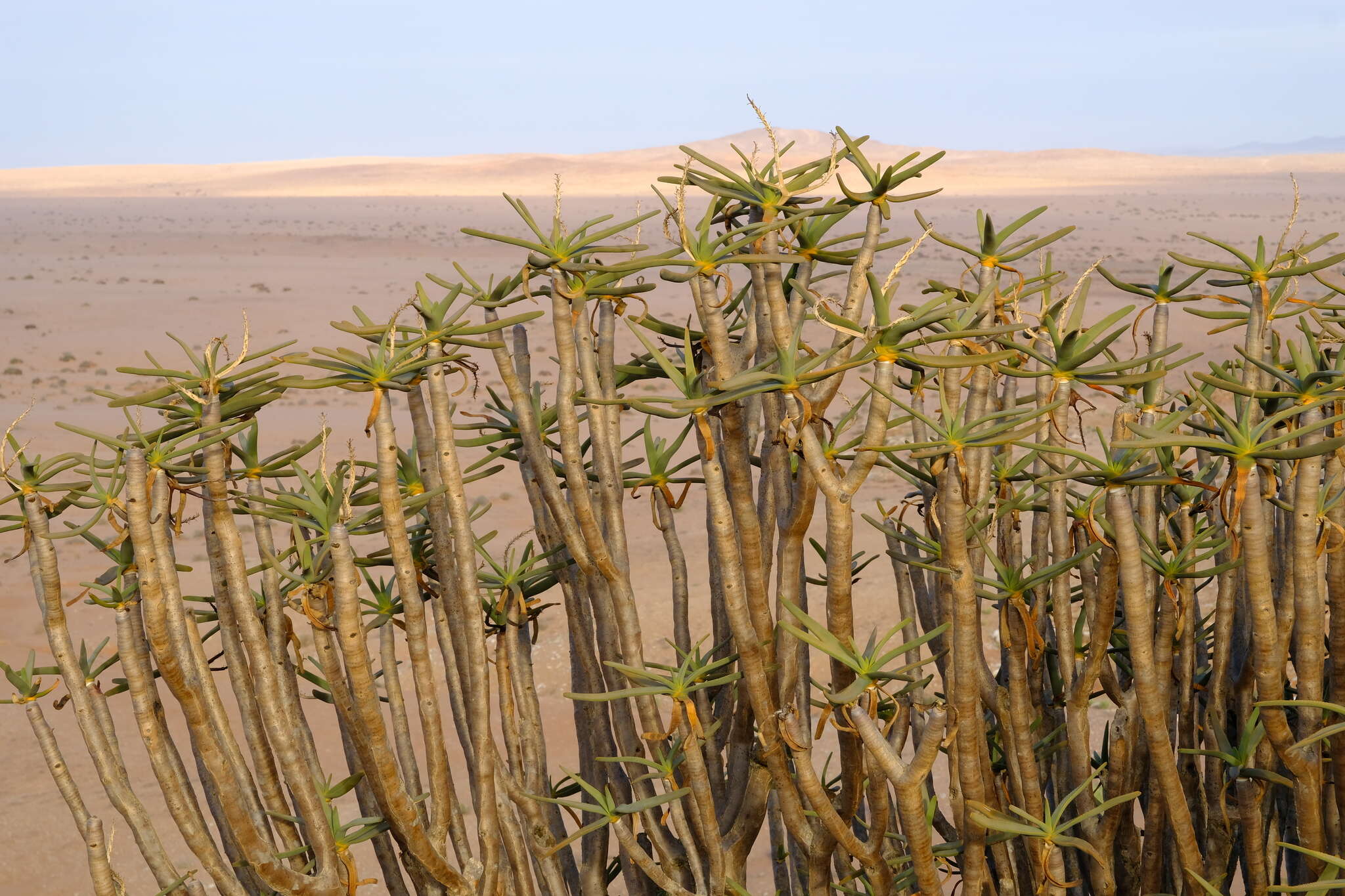 Sivun Aloidendron ramosissimum (Pillans) Klopper & Gideon F. Sm. kuva