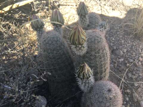 Image of Echinocereus dasyacanthus subsp. dasyacanthus