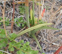 Image de Eulophia speciosa (R. Br.) Bolus