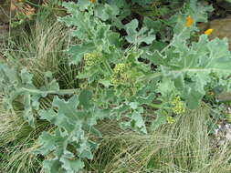 Image of sea kale