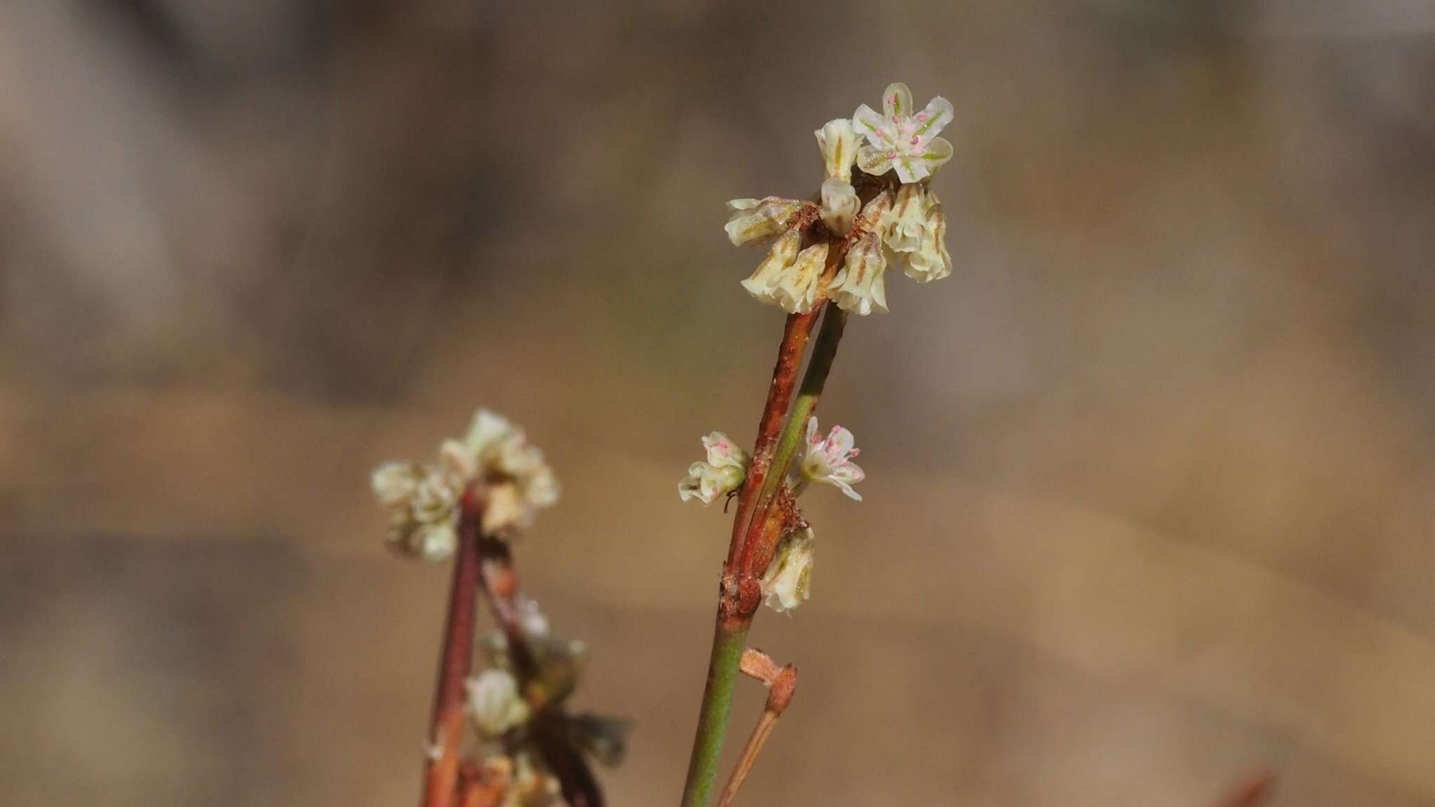 Image of slender woolly buckwheat