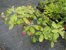 Image de Photinia prionophylla (Franch.) C. K. Schneid.