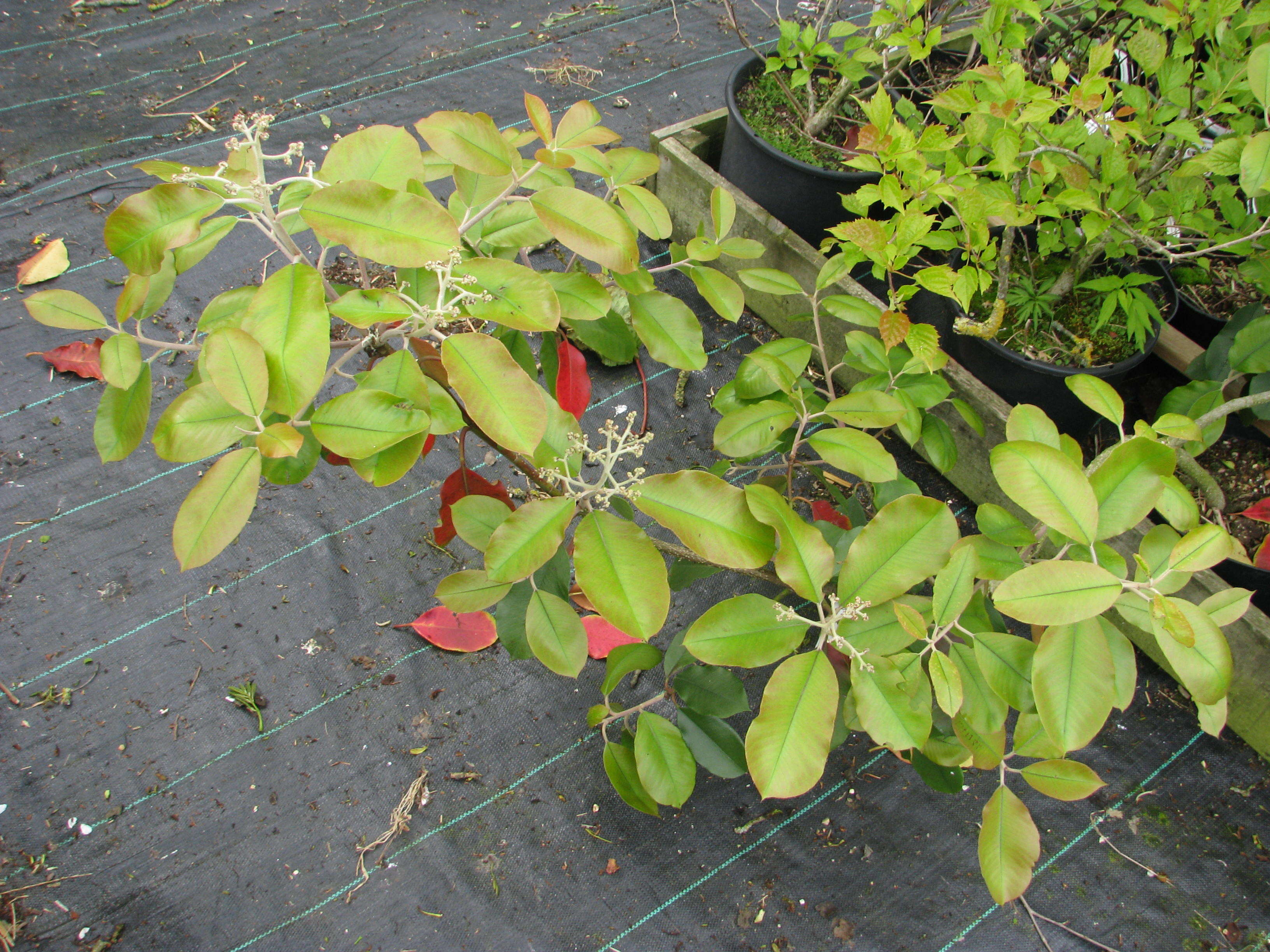 Image of Photinia prionophylla (Franch.) C. K. Schneid.