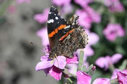 Image of Vanessa atalanta rubria (Fruhstorfer 1909)