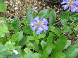 Image of Rydberg's penstemon