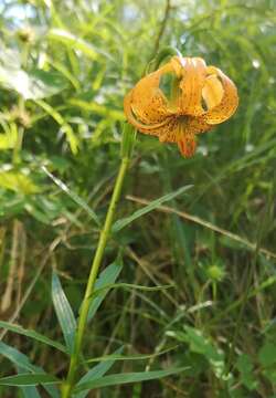 Image of Lilium carniolicum Bernh. ex W. D. J. Koch