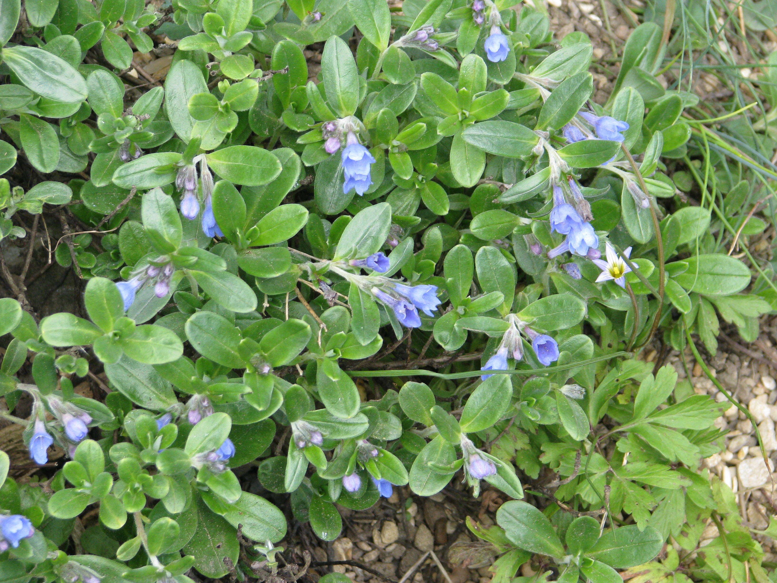 Image de Glandora oleifolia (Lapeyr.) D. C. Thomas