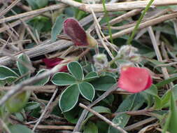 Image of Tephrosia obovata Merr.