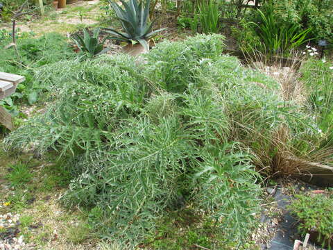 Image of cardoon