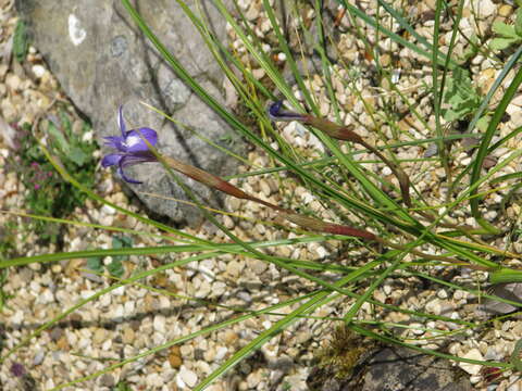 Plancia ëd Moraea sisyrinchium (L.) Ker Gawl.