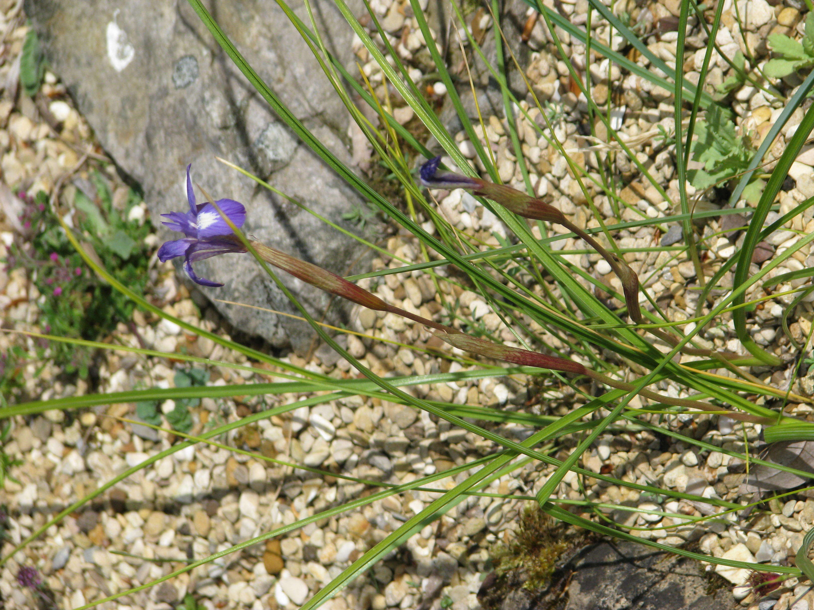 Image of Barbary Nut Iris