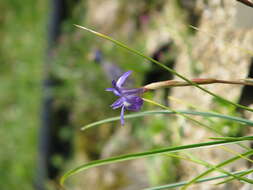 Image of Barbary Nut Iris