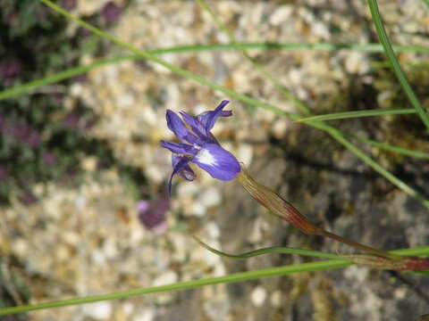 Image of Barbary Nut Iris