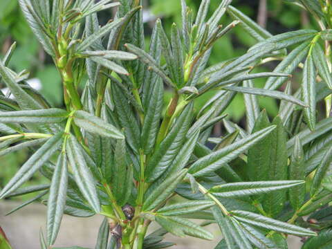 Image of Sorbus insignis (Hook. fil.) Hedl.