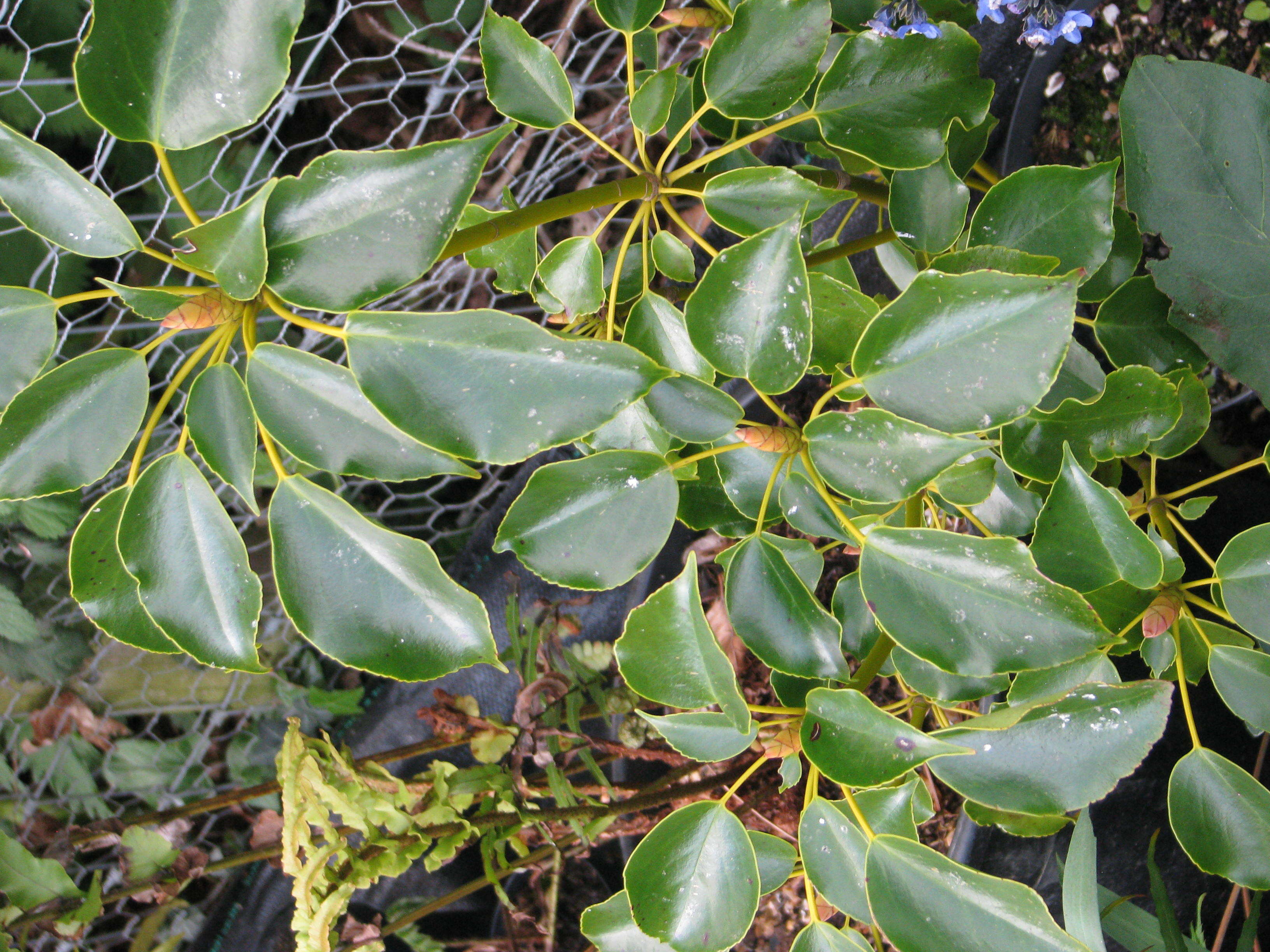 Image of Trochodendron