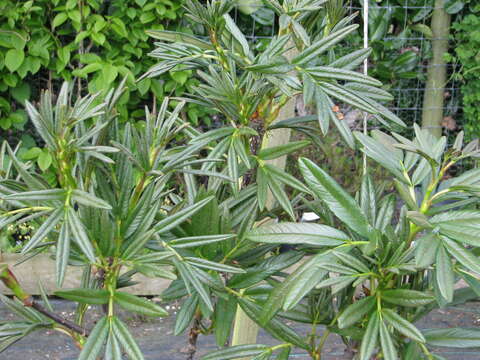 Image of Sorbus insignis (Hook. fil.) Hedl.