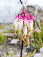 Imagem de Lachenalia sargeantii W. F. Barker