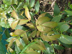 Image of Berberis gracilipes Oliver