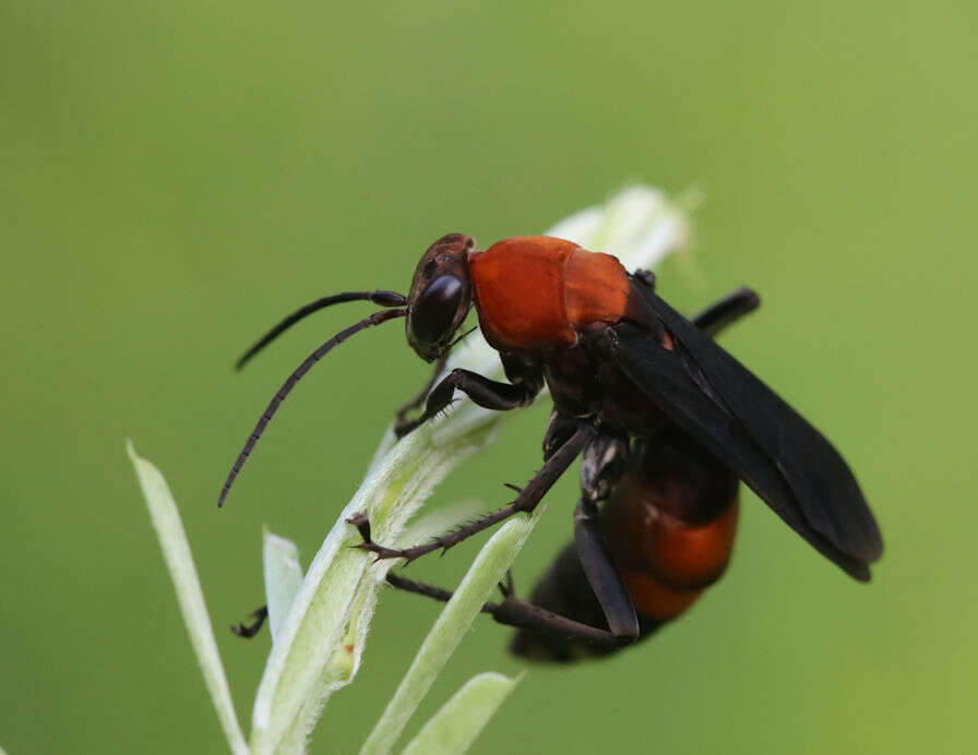 صورة Psorthaspis sanguinea (Smith 1855)