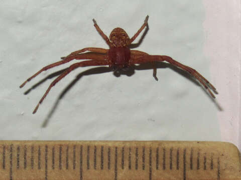 Image of Deadly Ground Crab Spider