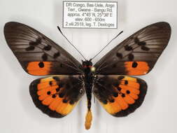 صورة <i>Acraea <i>egina</i></i> egina