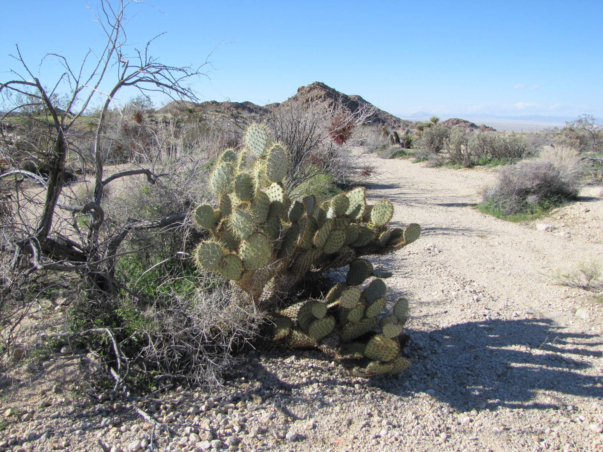 Image of Dollar-joint Prickly-pear