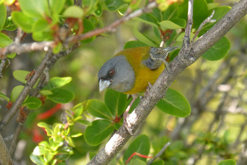 Image of Patagonian Sierra Finch