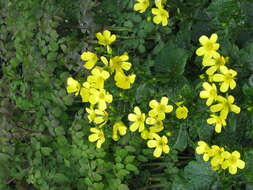 Image of Azores buttercup