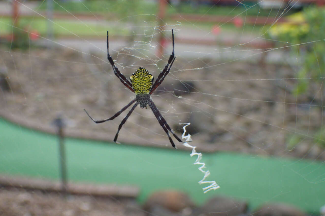 Image of Garden spider