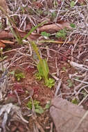 Imagem de Ophioglossum crotalophoroides Walter