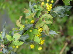 Image of Nevin's barberry