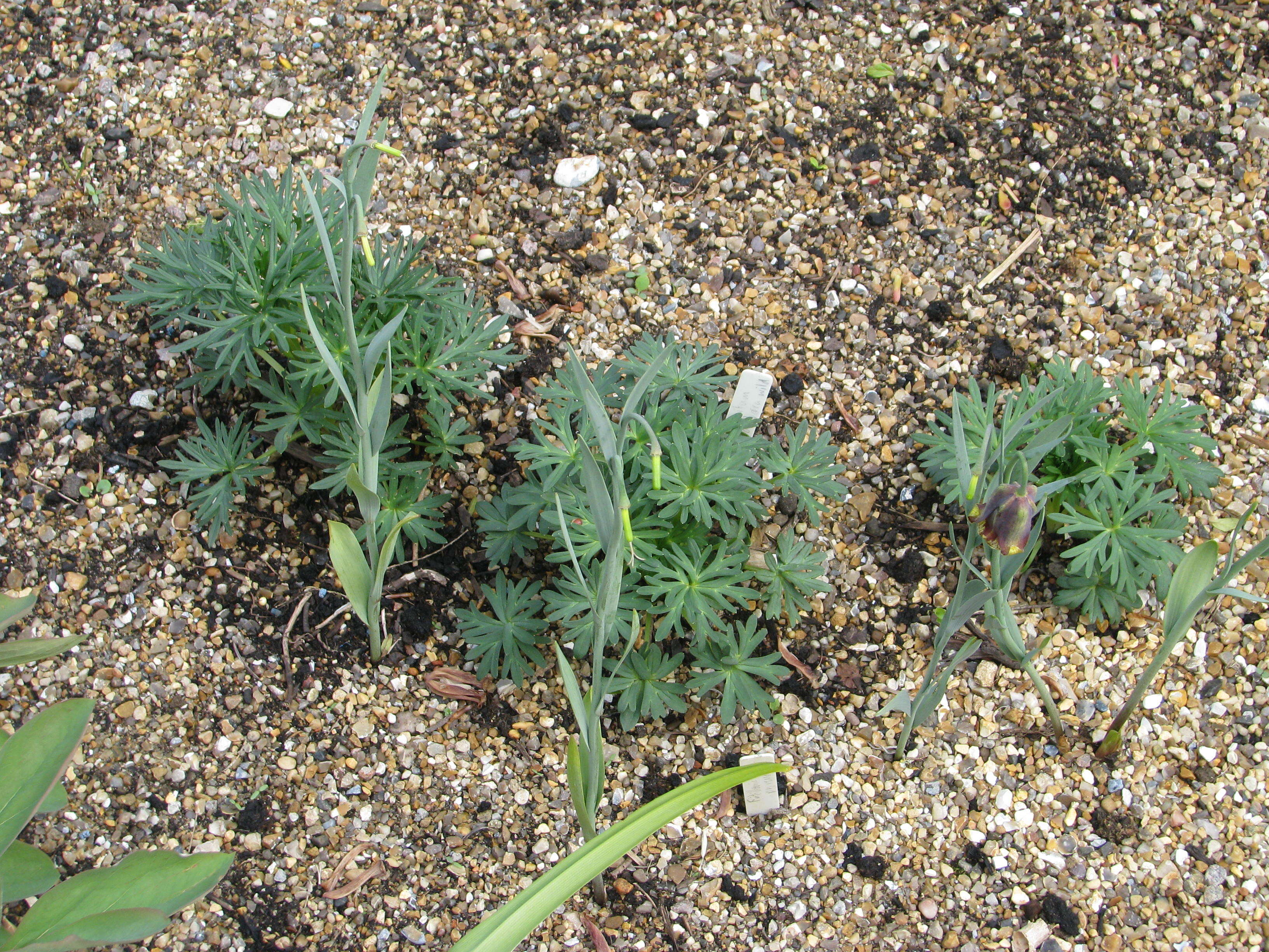 Aconitum anthora L.的圖片