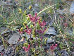 Image of broadleaf glandweed