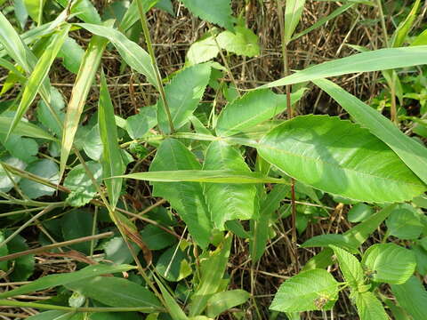 Image of Chinese sumac