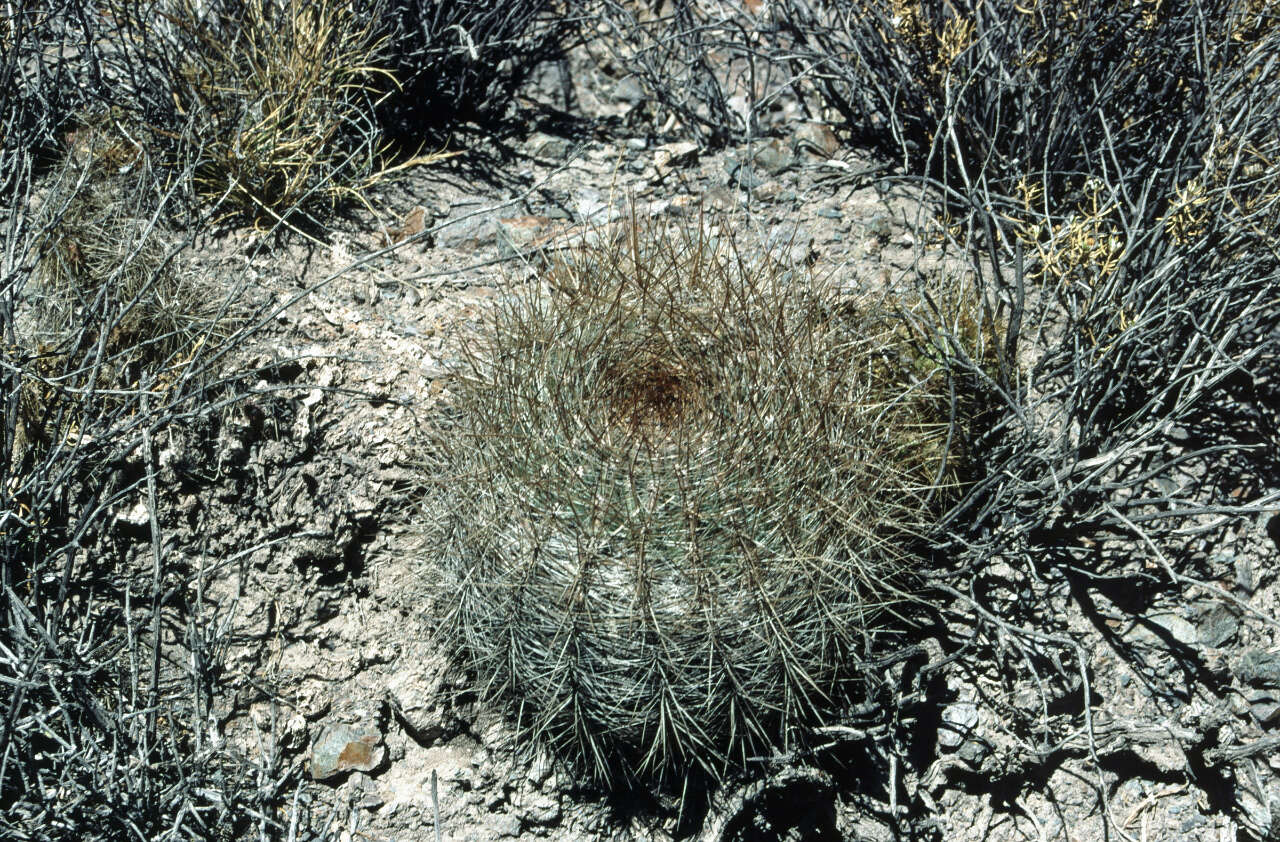 Echinopsis formosa (Pfeiff.) Jacobi ex Salm-Dyck resmi