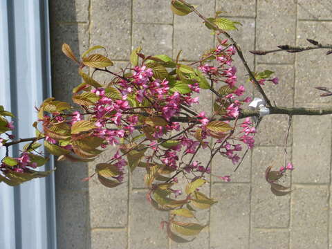 Imagem de Prunus campanulata Maxim.