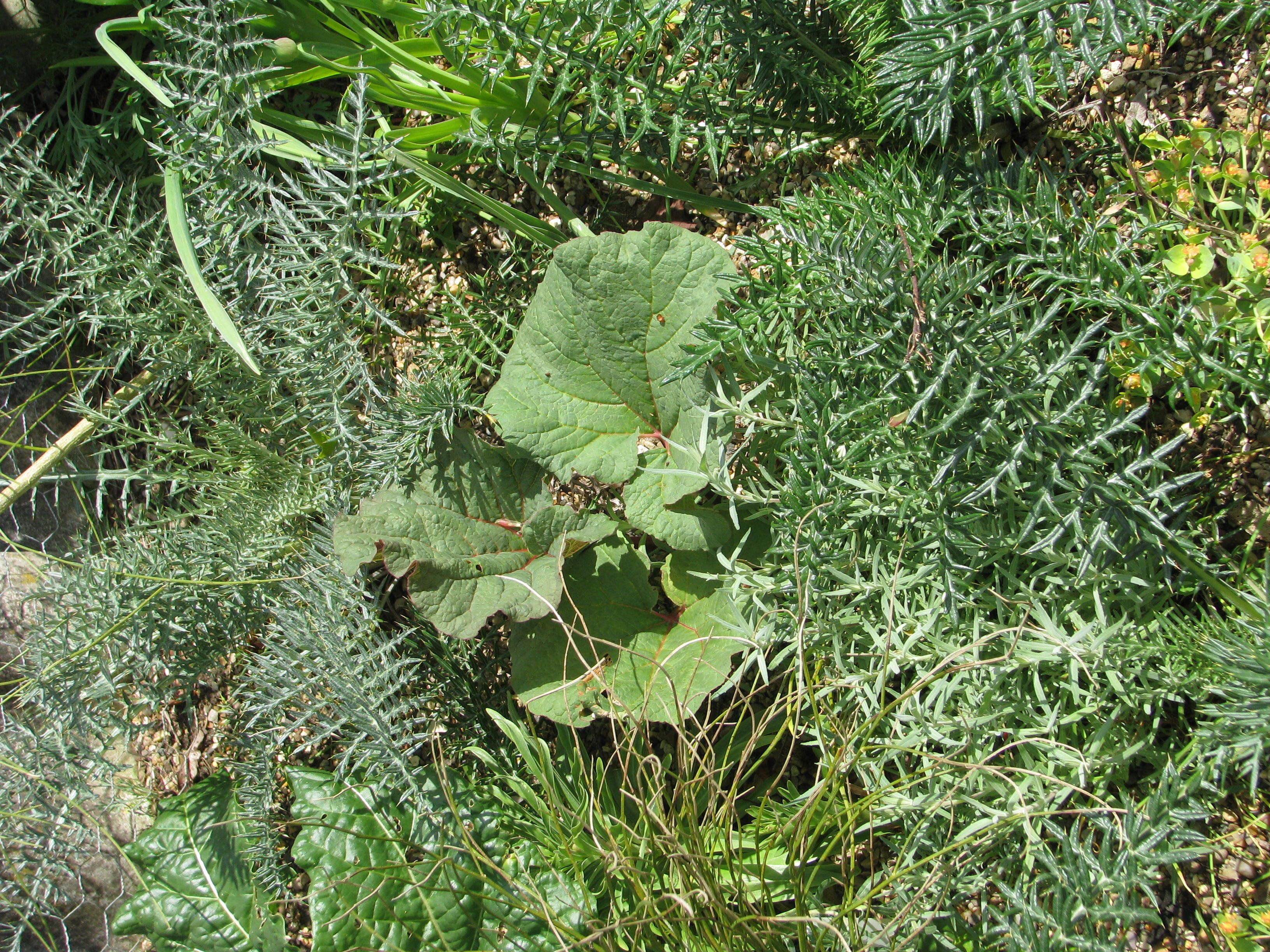 Image of Cynara humilis L.