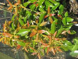 Image of Euonymus lucidus D. Don