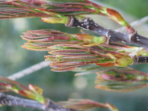 Image of Sorbus insignis (Hook. fil.) Hedl.