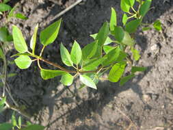 Слика од Populus balsamifera L.