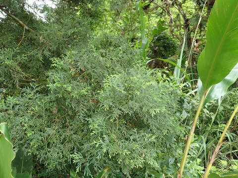 Image of Taiwan Incense-Cedar